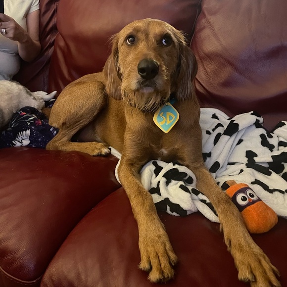 Meet your Posher, Courtney - Picture 3 of 3